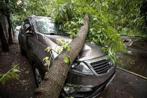 Услуги юриста при падении дерева на автомобиль в Екатеринбурге  Город Екатеринбург